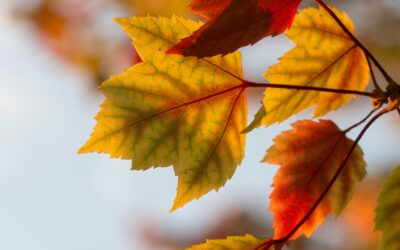 Les soirées d’automne 2025